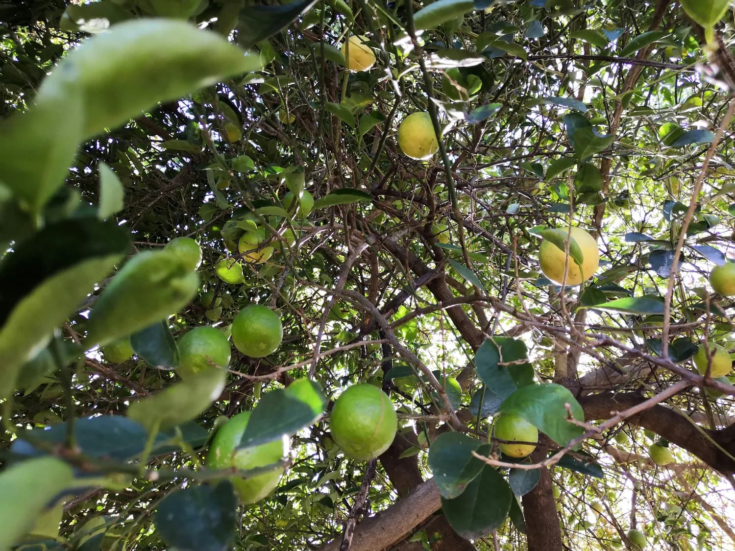 化州橘红：广东茂名的千年瑰宝