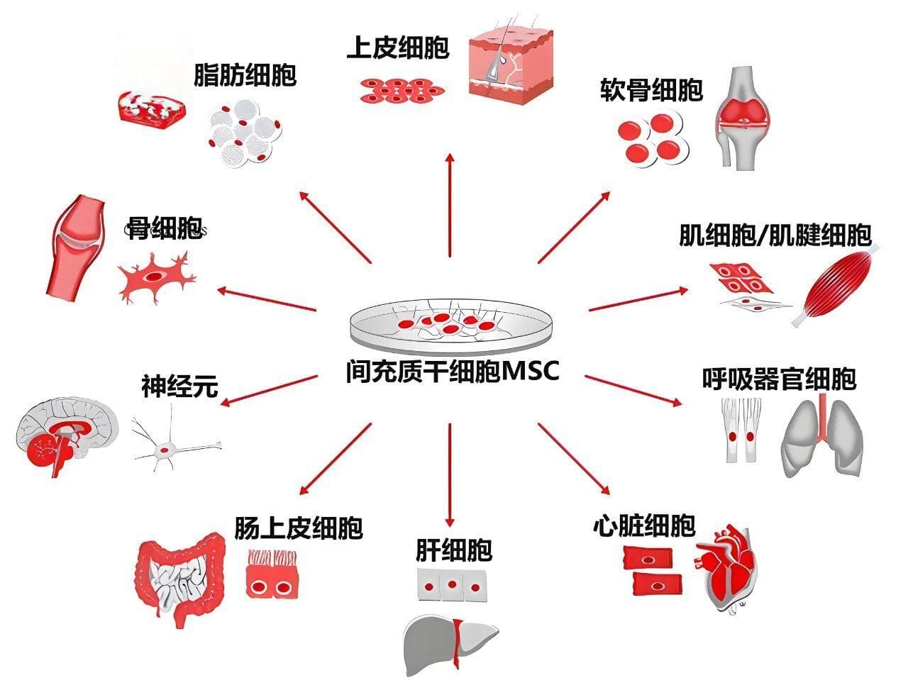 干细胞治疗价格揭秘：从2万到10万，影响因素全解析