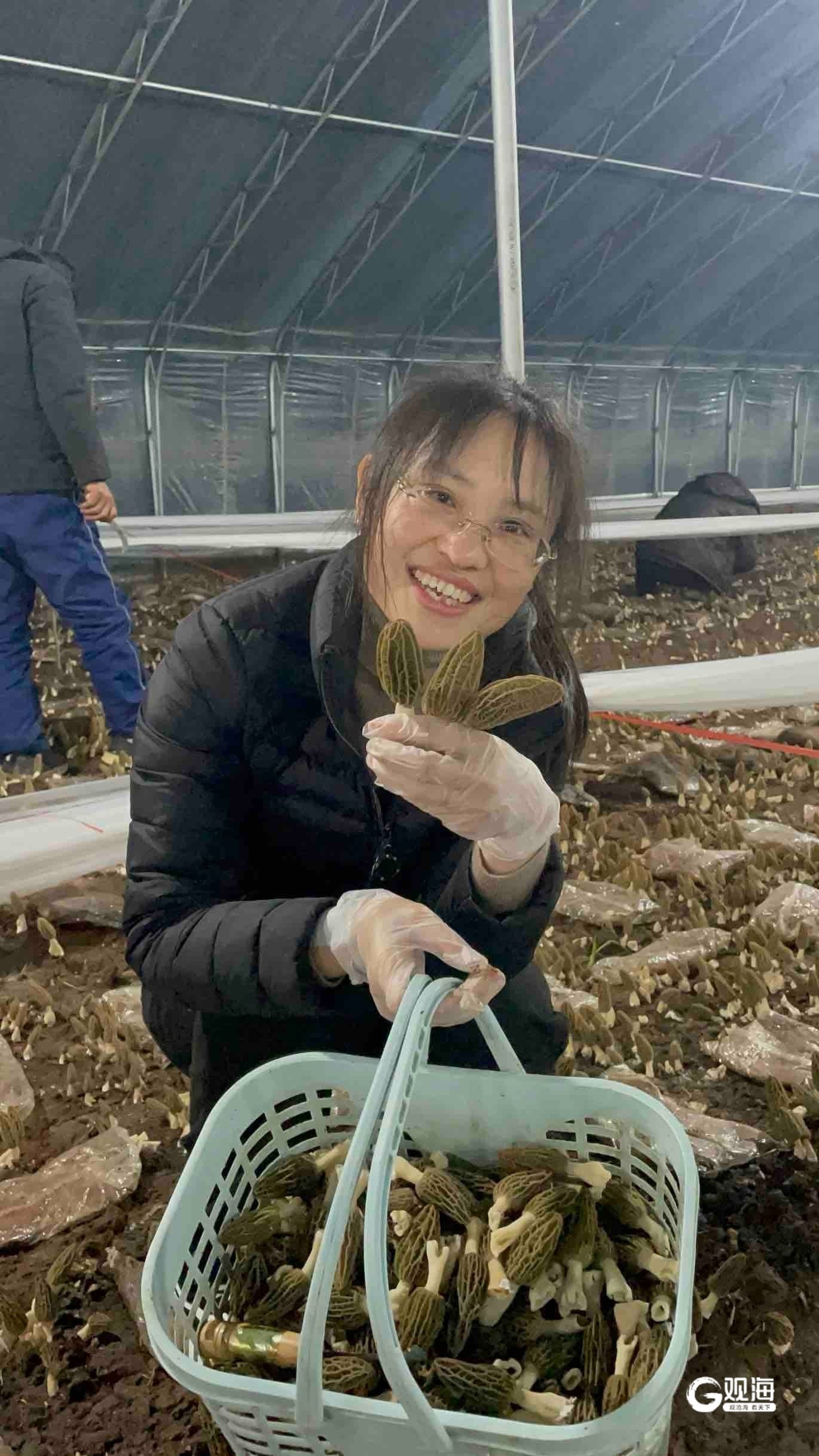 年产值超300万元！每斤120元，蘑菇界“爱马仕”，青岛莱西产！