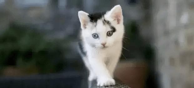 “猫步”走好了，再练习太极拳架事半功倍！