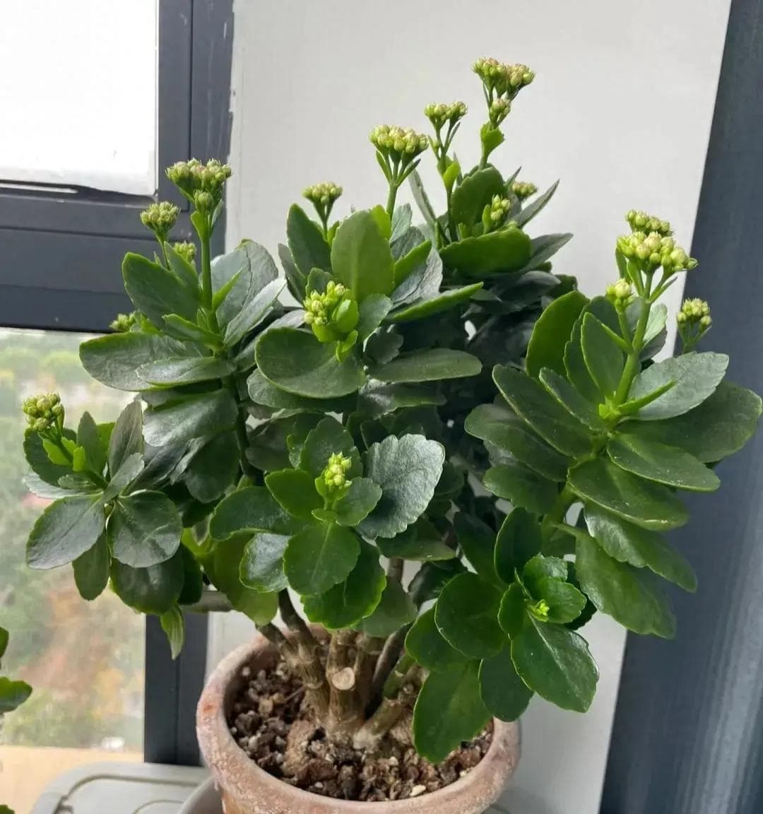 天冷了，别忘了把长寿花关进“小黑屋”，花苞满枝头