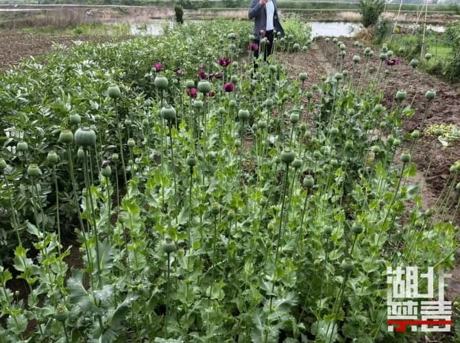 男子种植1300株罂粟只为“看花”，结果被判刑