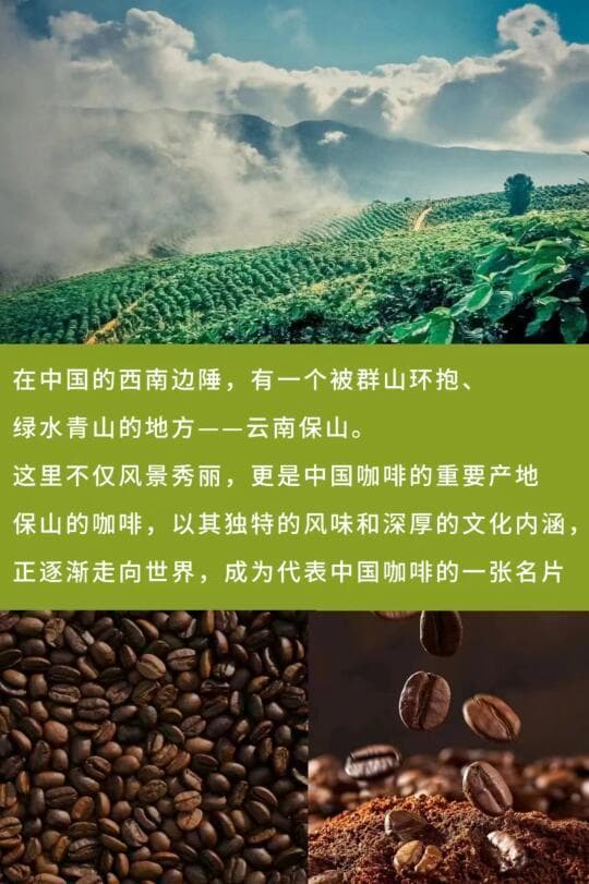保山小粒咖啡：从“中国咖啡第一村”到世界舞台的品质之路