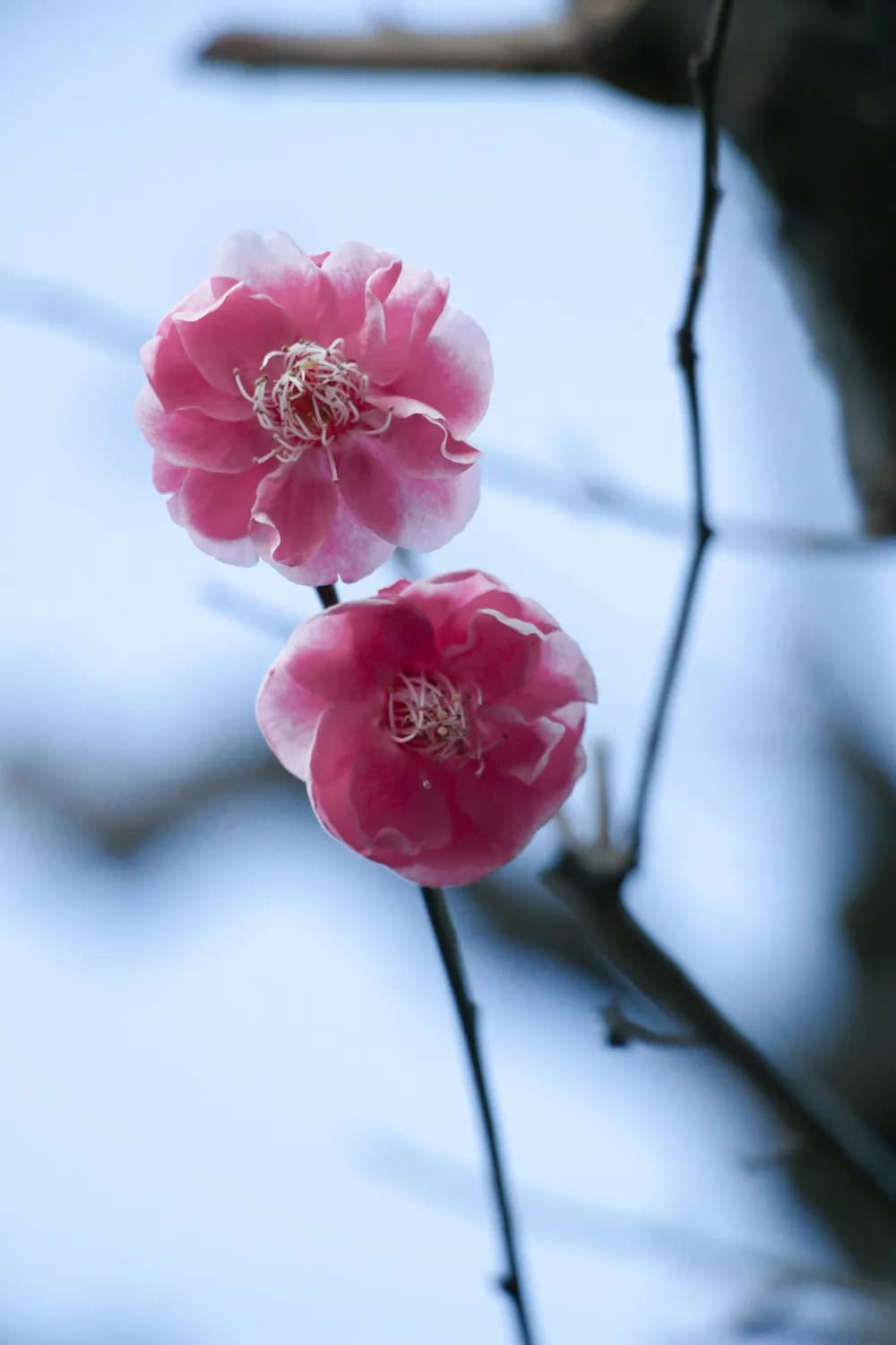 2025乙巳蛇年：春节VS立春大PK！