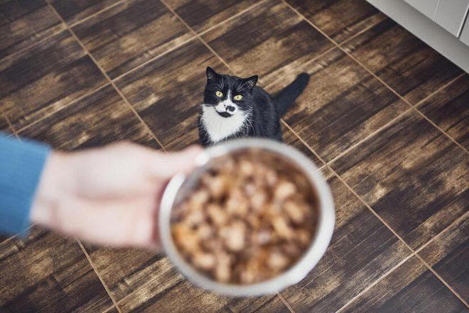 不会选猫粮？一文教你看懂猫粮里的各种主要成分是什么