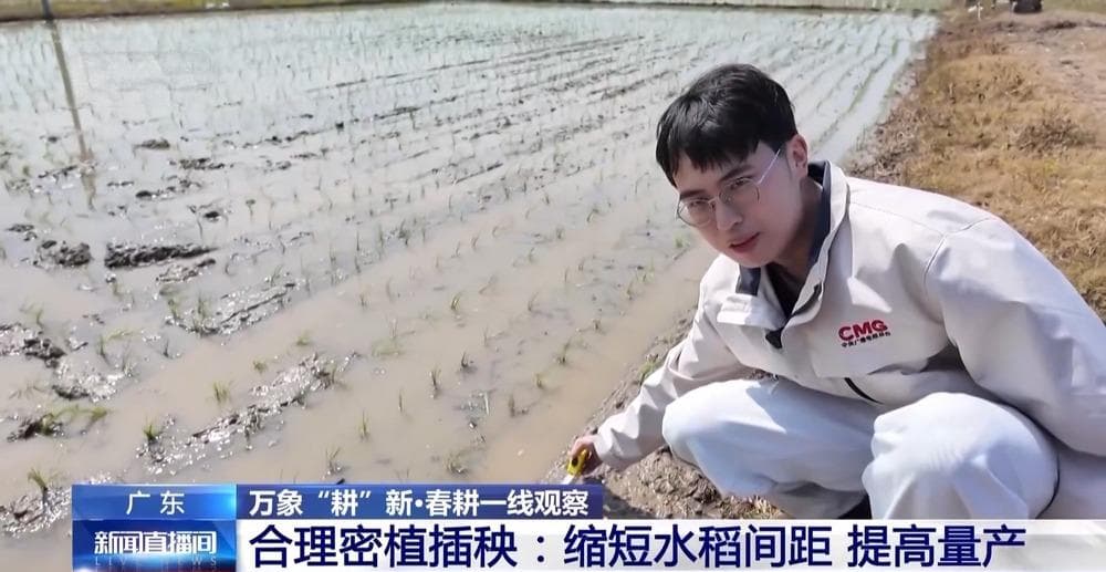 每亩增产10%！我国早稻主产区密植技术让水稻“缩距增粮”