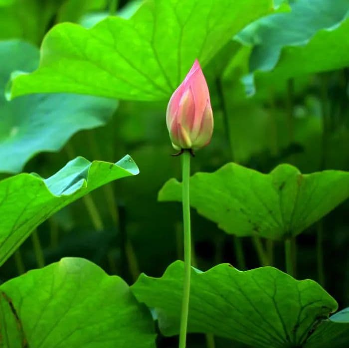 含苞欲放的荷花如何养？荷花的养殖方法和注意事项