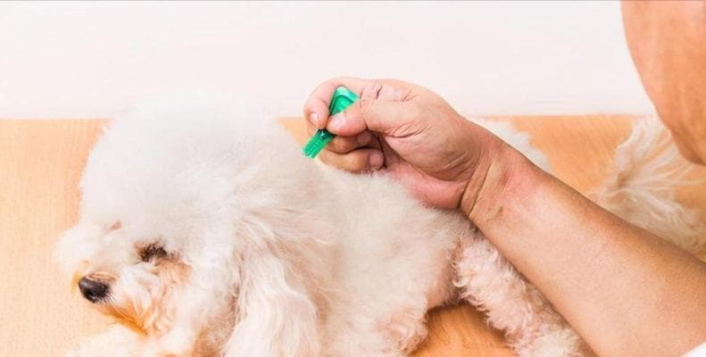 狗狗驱虫的重要性及正确方法（宠物狗的健康需要持续的驱虫保护）