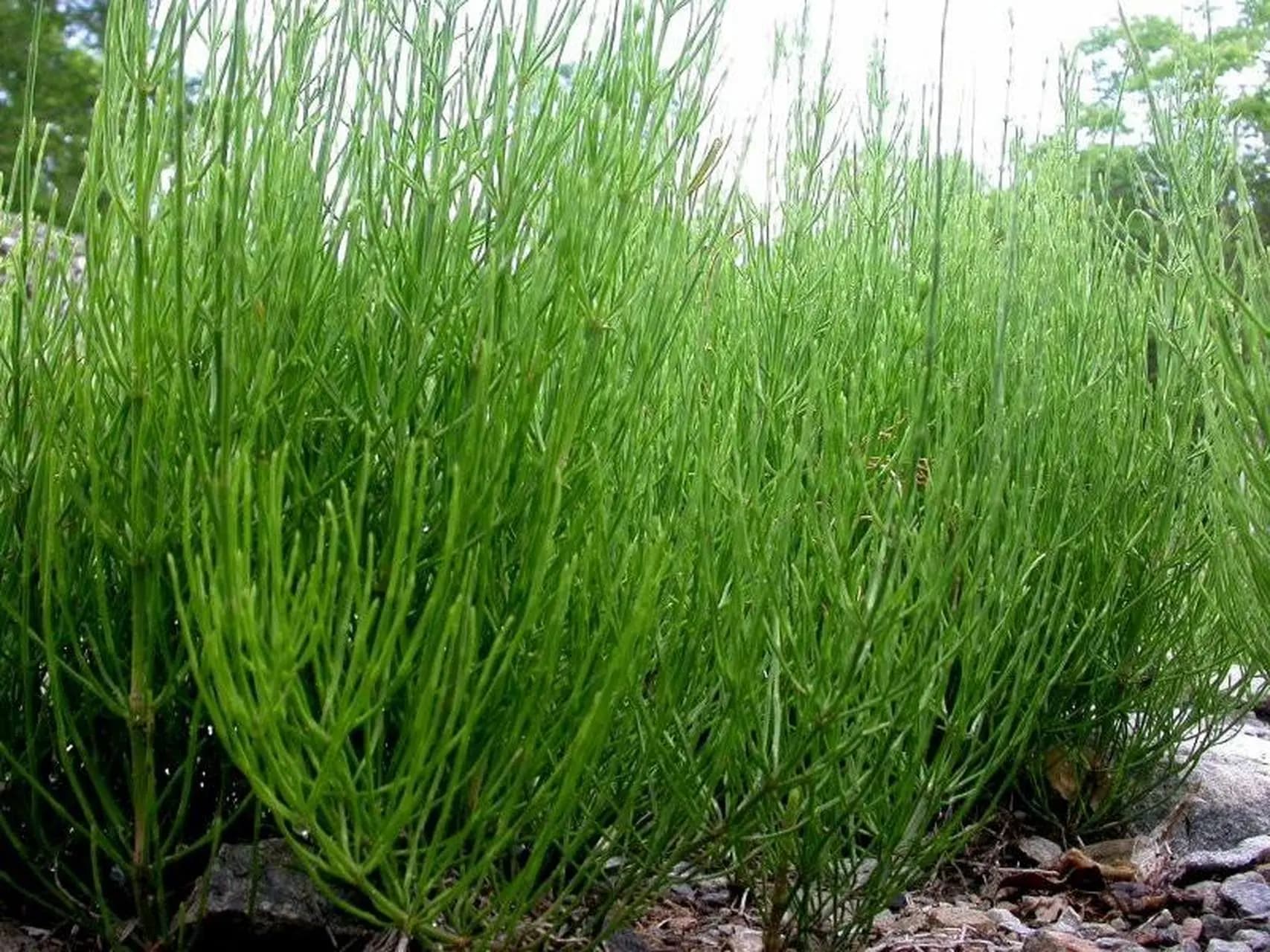 问荆草：无花无叶的“寻金向导”，兼具药用与观赏价值