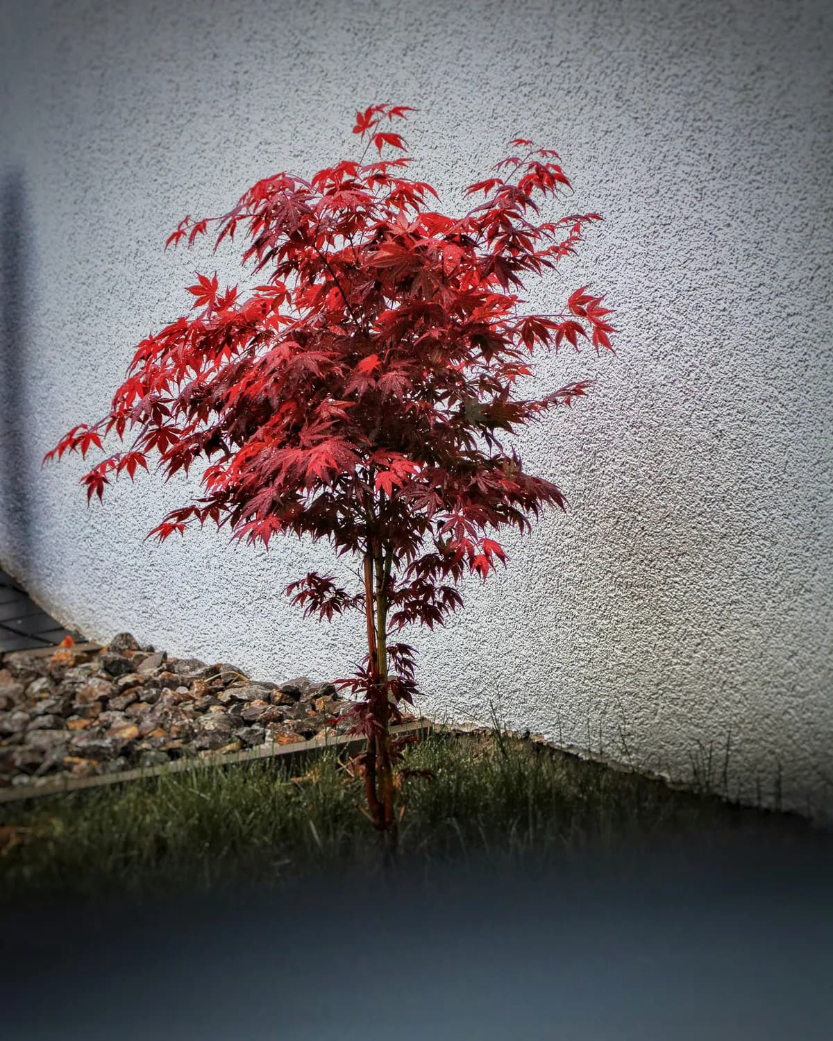 红枫树种植必读：土壤选择与改良全攻略