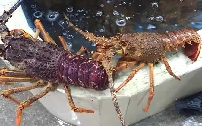 龙虾种类名称及图片大全，全世界有400多种，常见的有10余种！