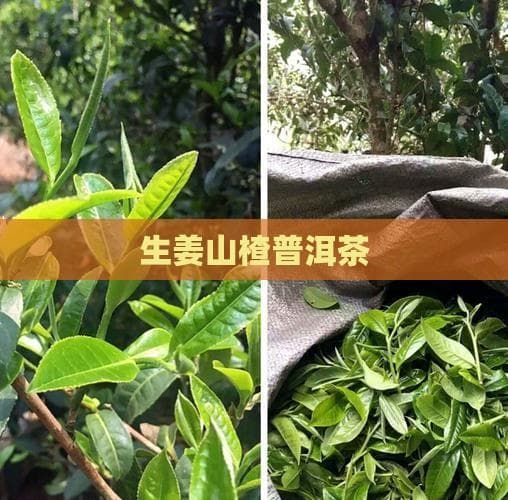 解腻助消又暖身：生姜山楂普洱茶的健康之道