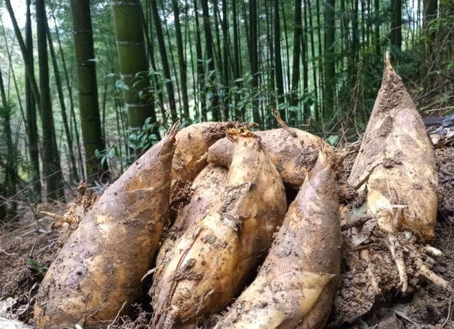老一辈的挖冬笋口诀：“上看叶梢，下观竹鞭和地面，一挖一个准”