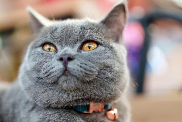 猫咪可以吃哪些人类食物？