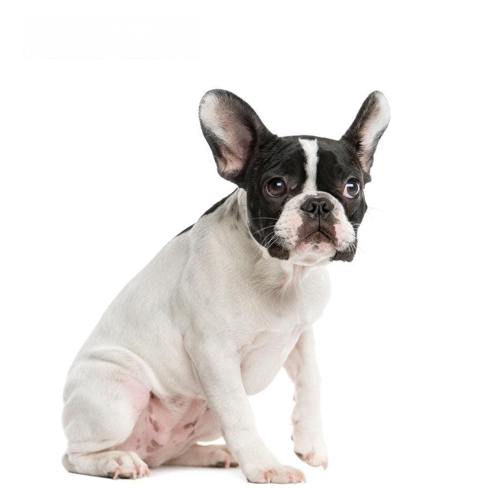 如何判断法国斗牛犬是否生病？