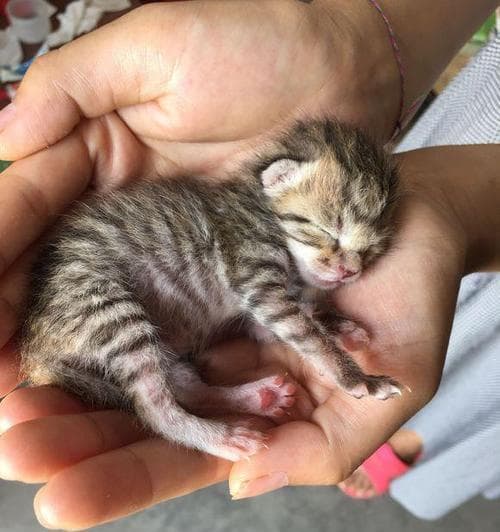 小猫第一天到家怎么睡？如何为新宠物准备舒适的睡眠环境？