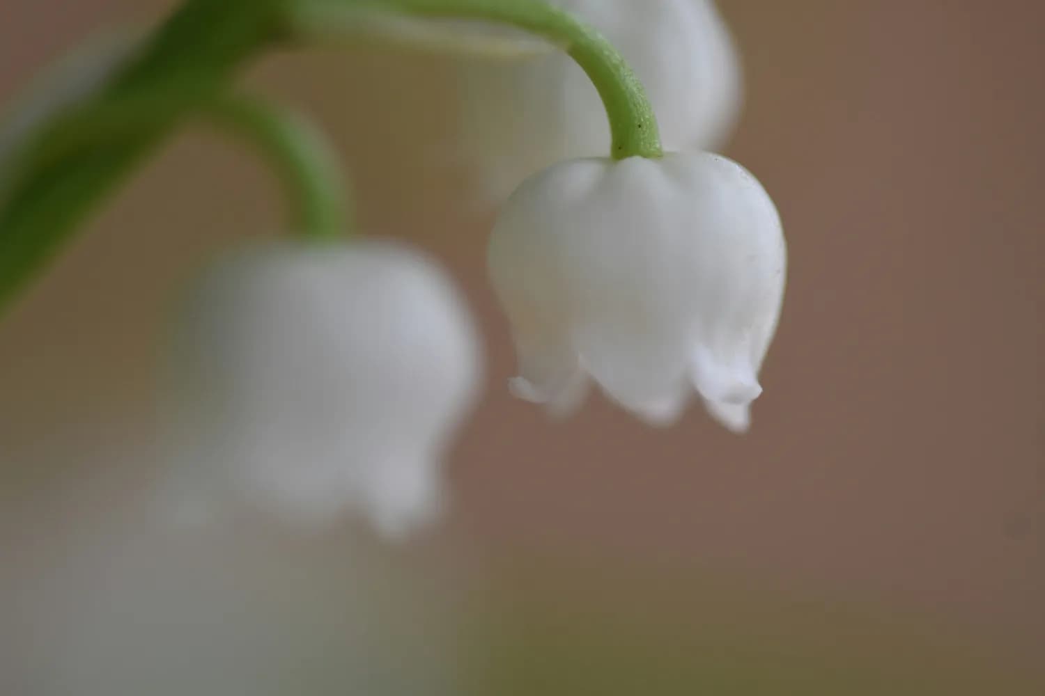 铃兰花栽培秘籍，让你秒变园艺达人