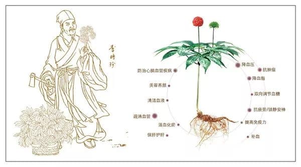 认识三七——三七的植物形态和生长特性