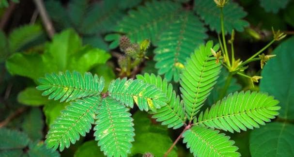 含羞草：从文学到科学的多重魅力