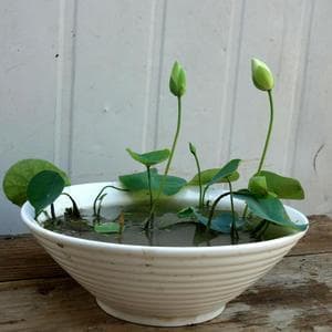 碗莲不用土只用水养正确使用方法