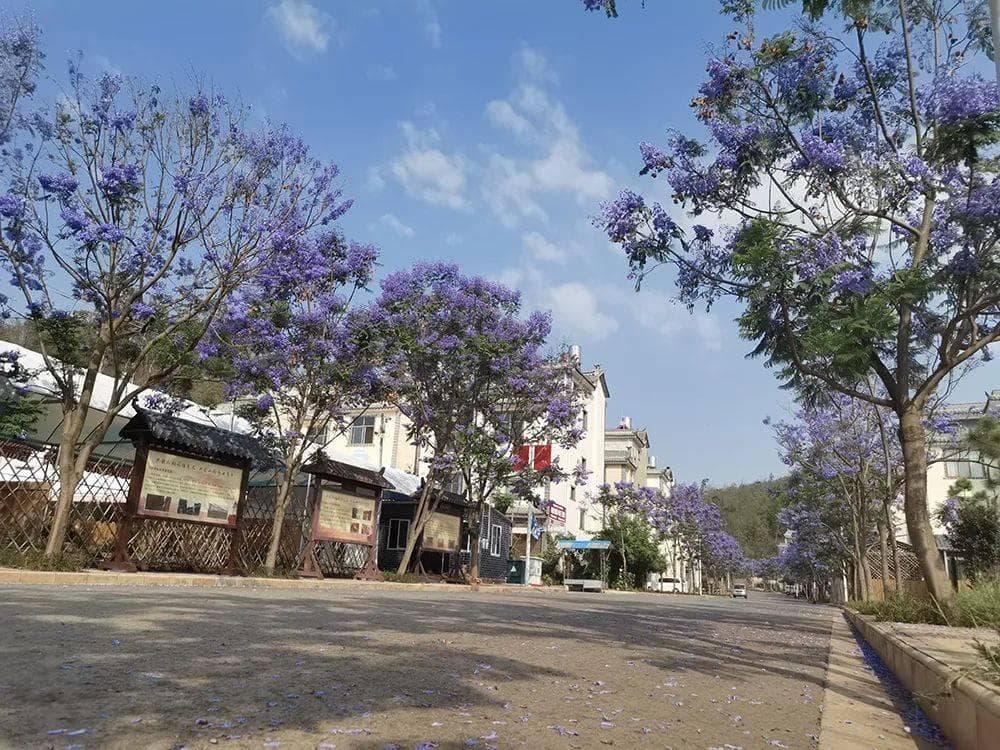 【生态玉溪】一村一树皆风景 绿美乡村入画来！通海县推进生态宜居美丽乡村建设