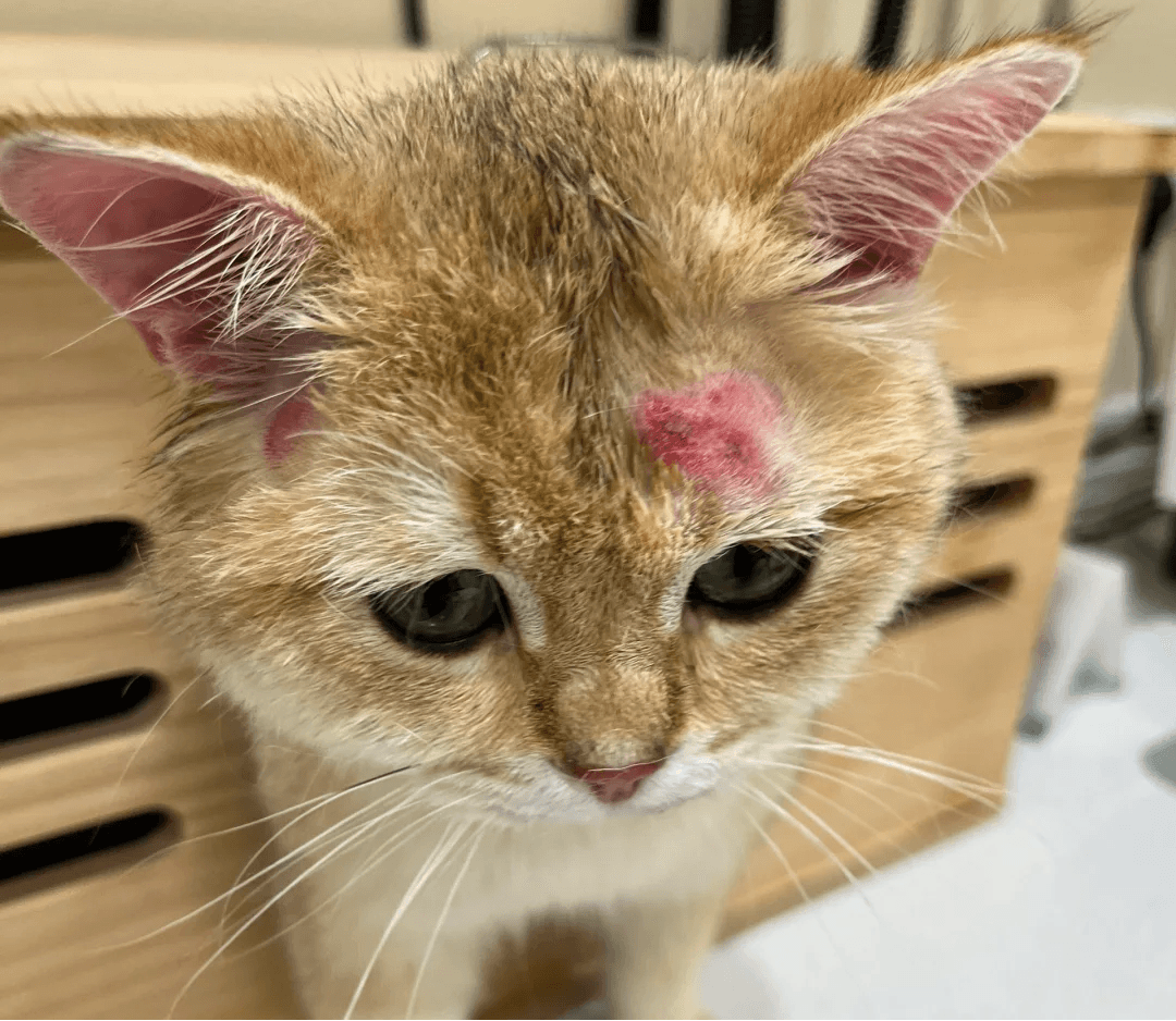 如何判断猫是不是得了猫癣？伍德氏灯检查准吗？