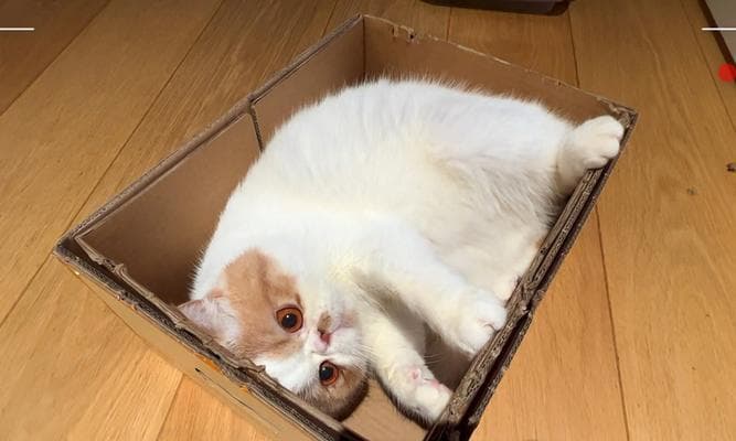 猫咪可以吃水煮鸡蛋吗？关于宠物健康的饮食指南