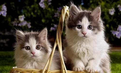 猫最喜欢什么摸（探究猫咪喜欢的身体部位及原因）