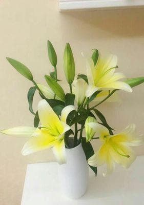 百合花语之色彩之美（探寻百合花不同颜色的花语及象征意义）