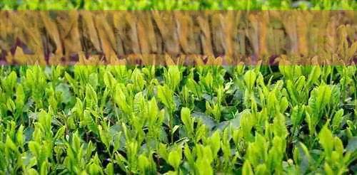 甜茶的种类、制作方法和功效：一篇全面解答