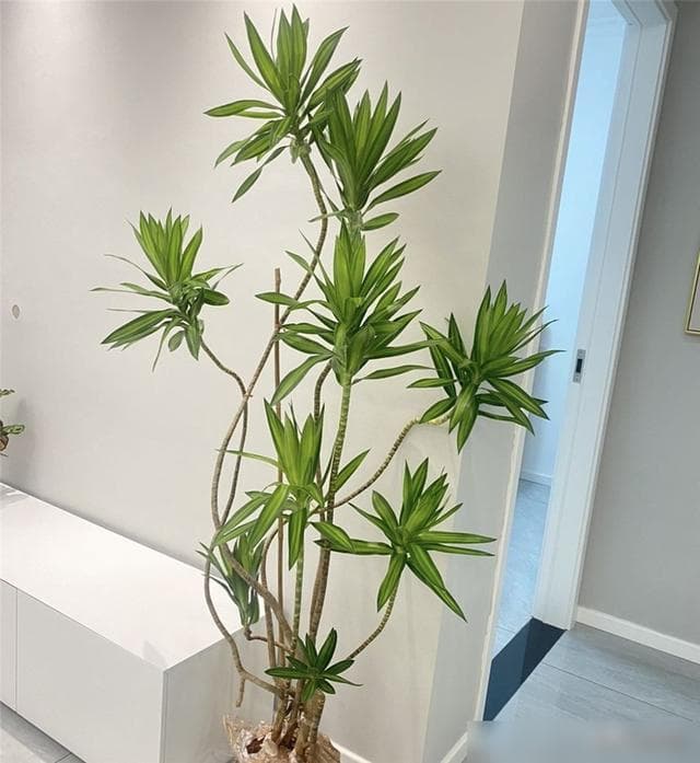 8款高颜值且易打理的客厅绿植推荐