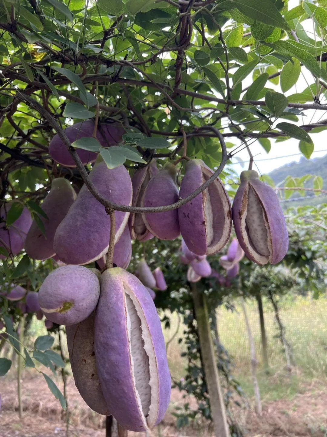 八月炸：一种集食用、药用与观赏价值于一身的野生藤本植物