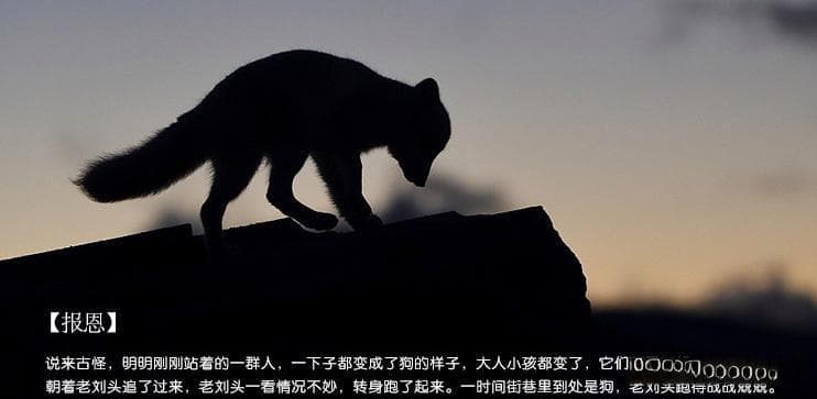 三年前救下白狐，如今梦中送金报恩
