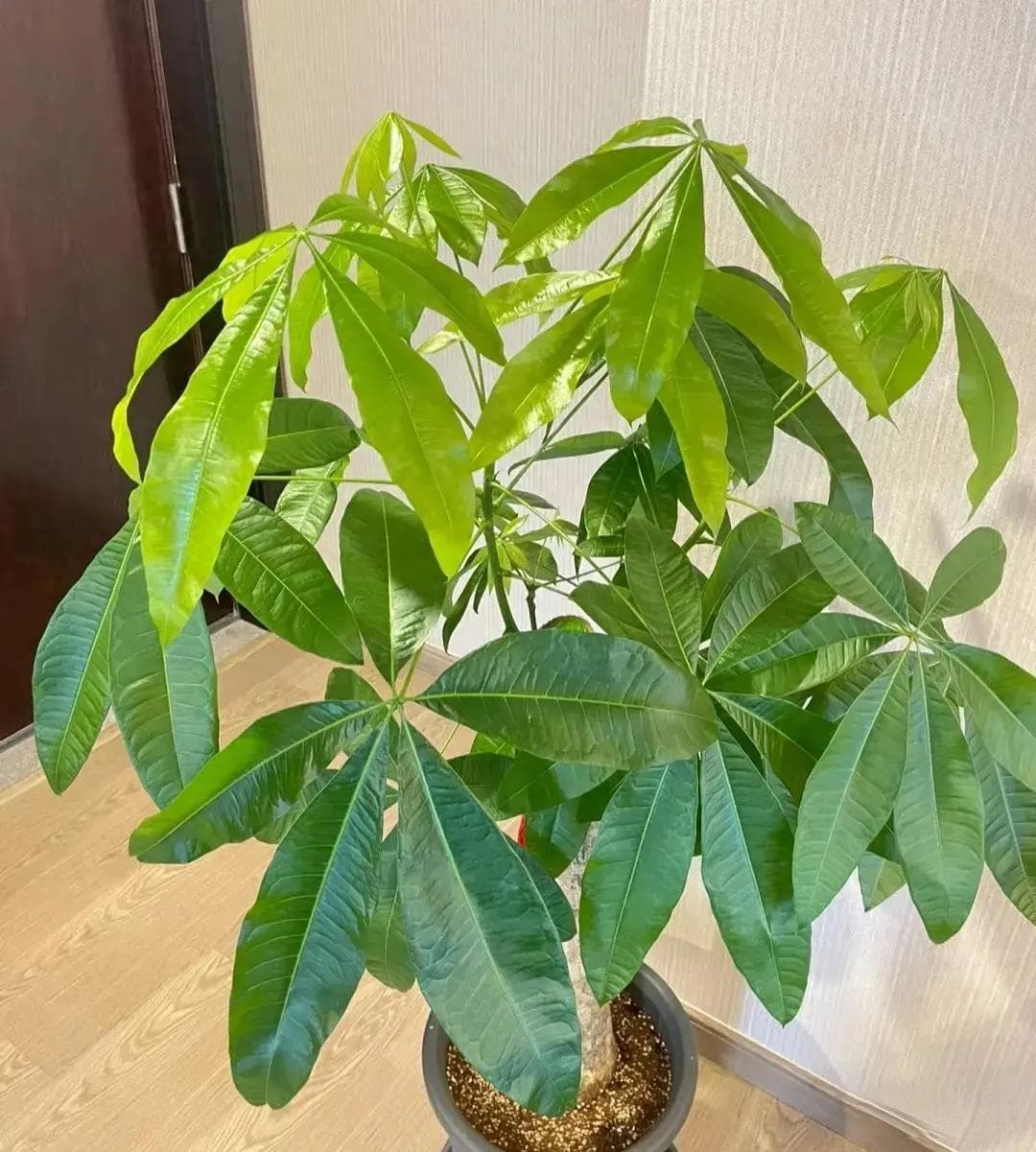 室内养发财树，这三个地方不要摆！