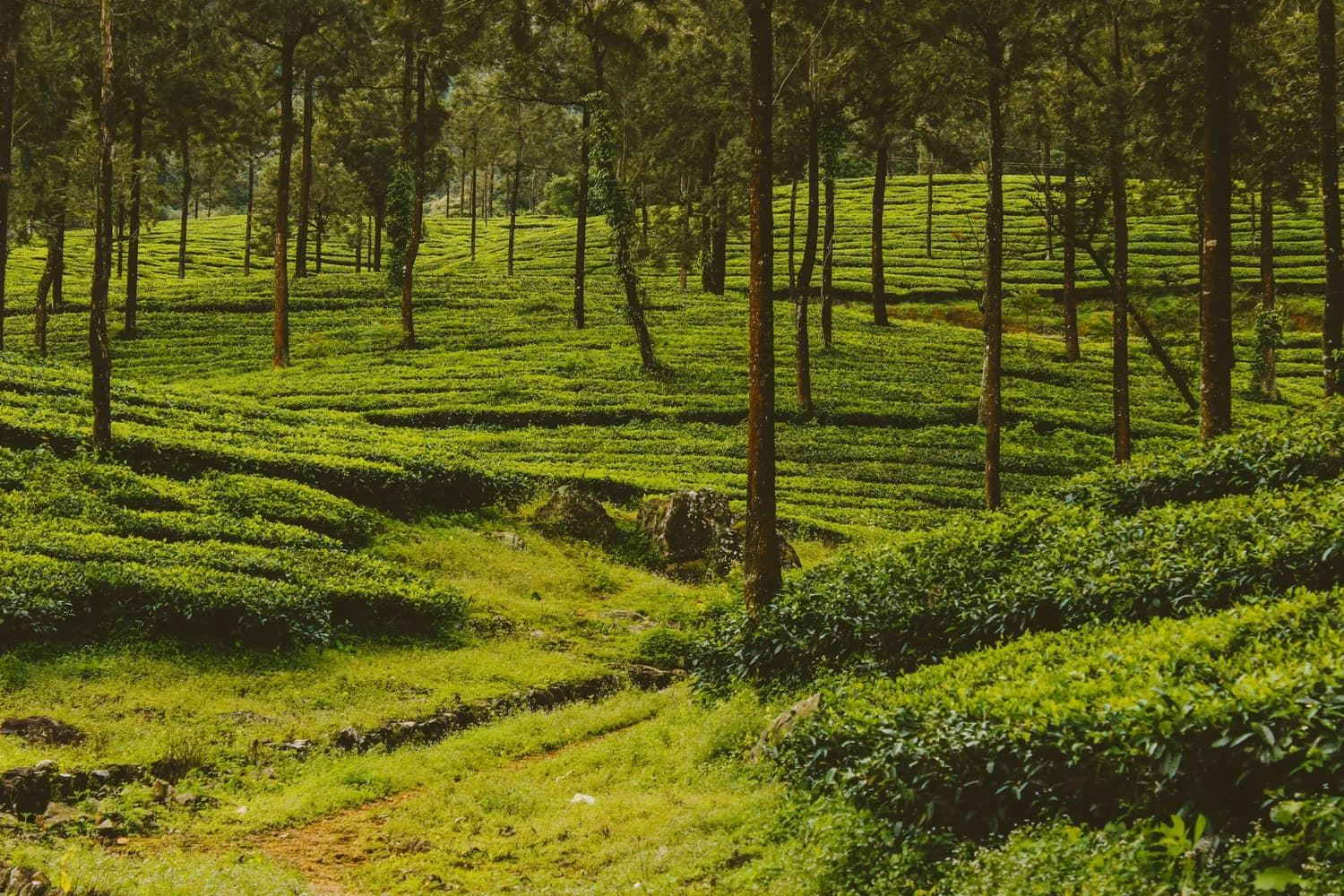 秋冬油茶种植技巧大揭秘