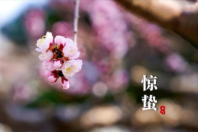 2025年惊蛰三大特点：冷惊蛰、晚惊蛰与双春惊蛰
