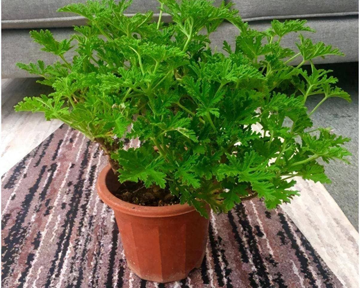 4种“驱蚊花”，现在养刚刚好，夏天蚊子不进门，我就养了2盆！