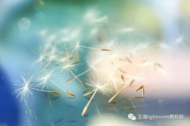 柔焦摄影技巧，如何为你的照片添加柔焦效果？