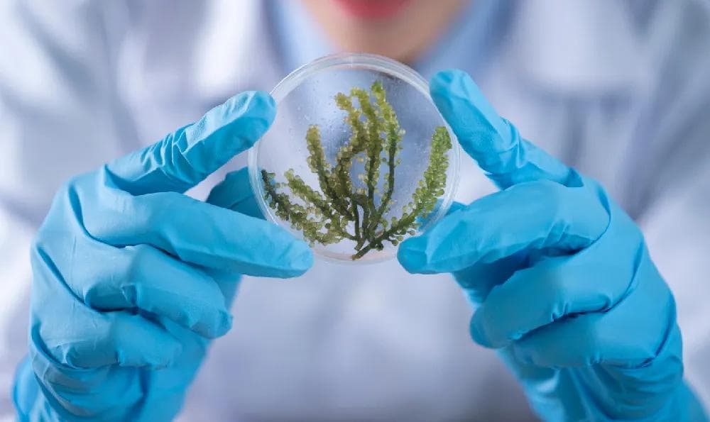 科学探究六大基本环节