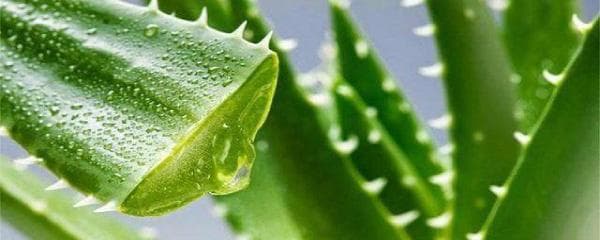 刚种植的芦荟要浇水吗（教你芦荟浇水的正确方法）