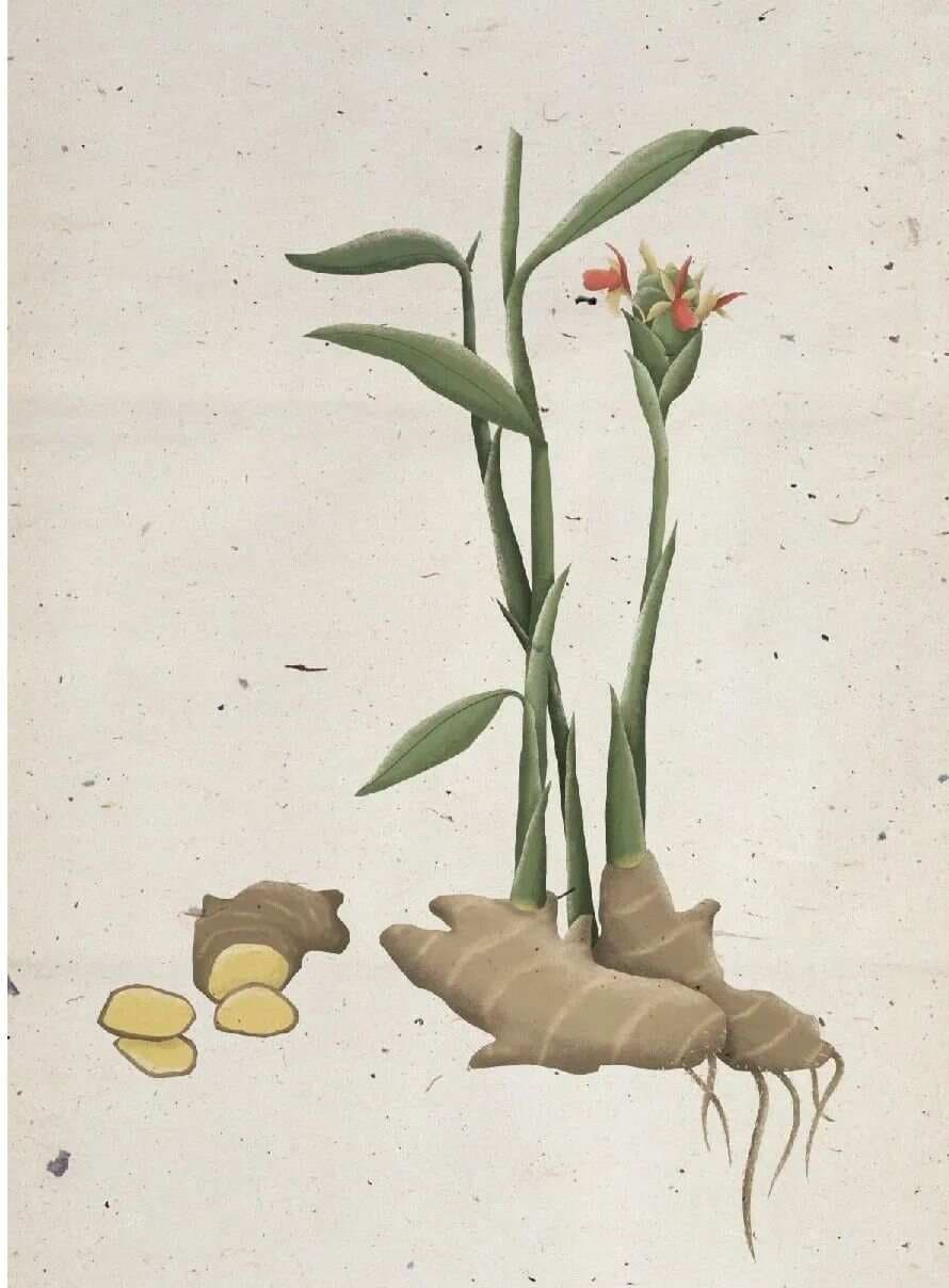 从祛湿利水看《伤寒论》的组方规律
