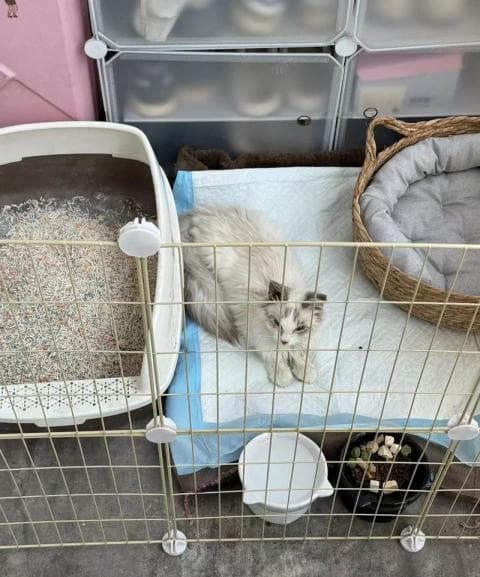 梦见救了一只猫的深层寓意