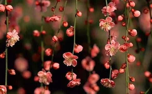 酉阳桃花源导游词