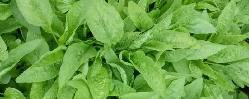 有机蔬菜与绿色蔬菜的区别（前者禁用化学物质、后者按标准体系）
