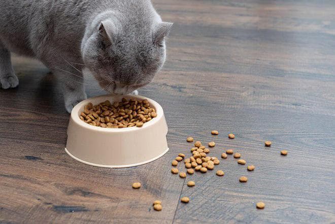 想要蓝猫脸蛋圆润？这些猫粮品牌最有效