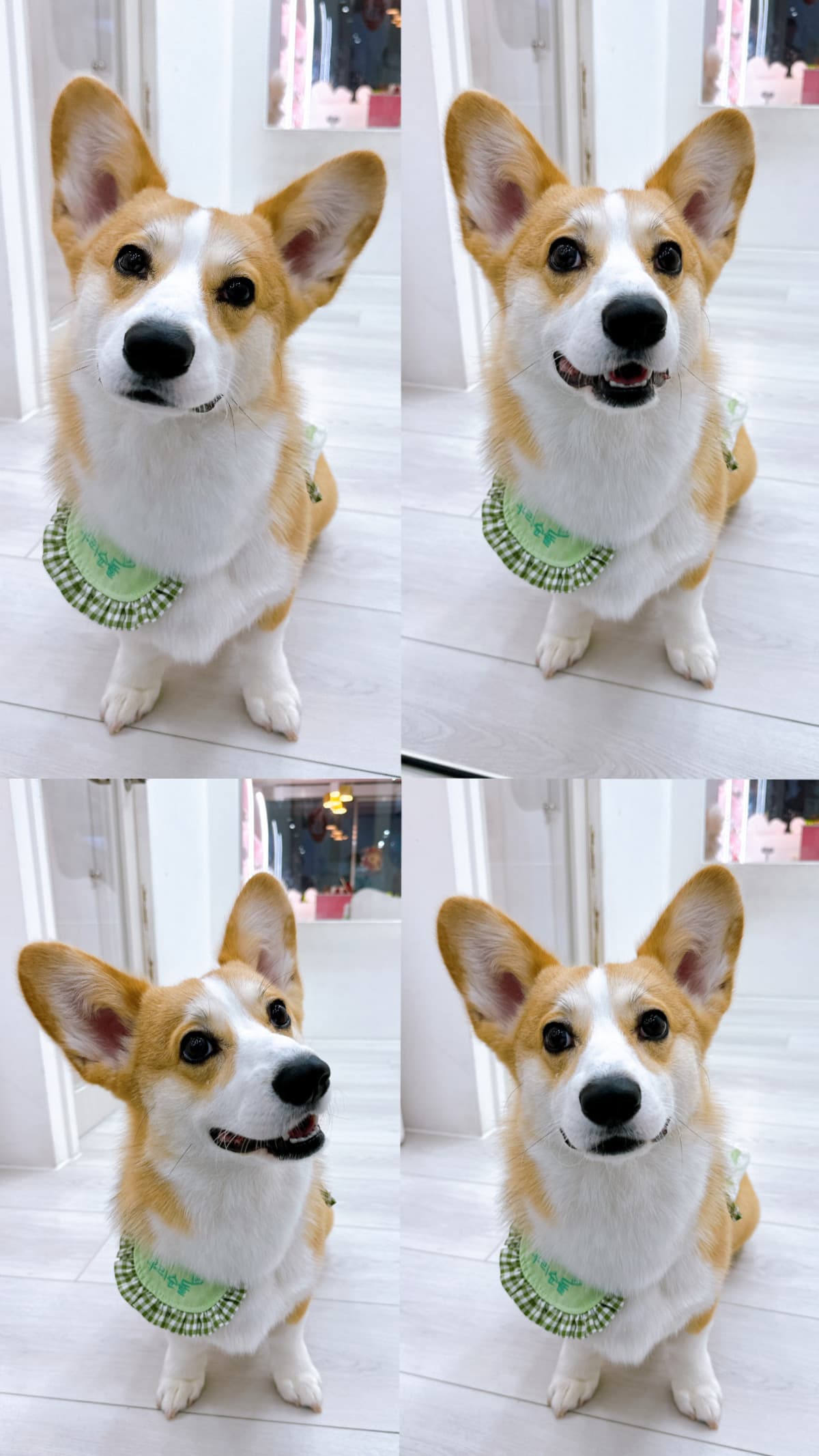 狗狗美容步骤与准备：完整指南让爱犬健康又舒适