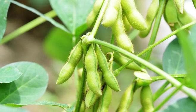 毛豆不能随便吃？医生提醒：这3类人最好少吃，吃毛豆的禁忌要懂
