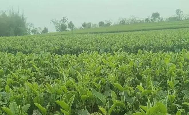 英红九号：从茶树品种到优质红茶的全过程解析