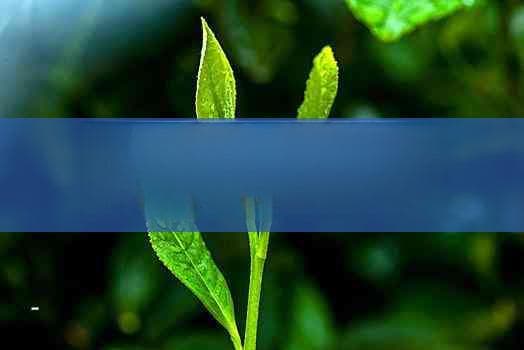 全面指南：多种茶饮助力消除脂肪肝与改善肝脏健康
