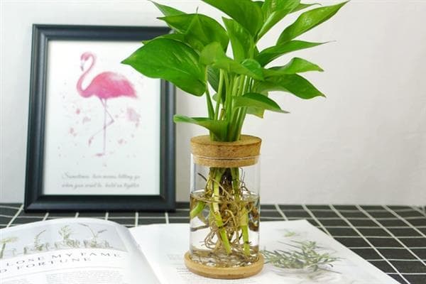 水培植物养护指南：换水频率、水质选择与病害处理
